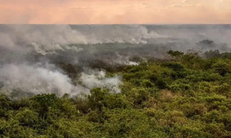 Mata fogo