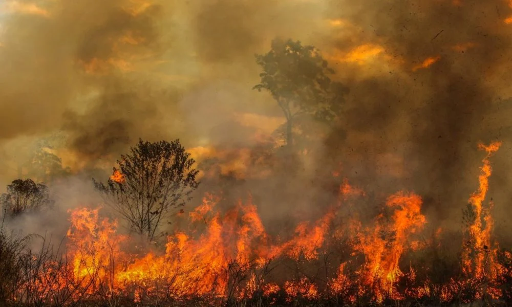 Reprodução Internet