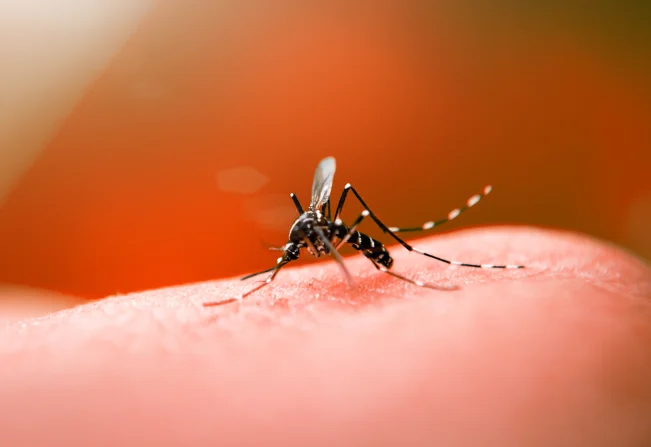 Dengue