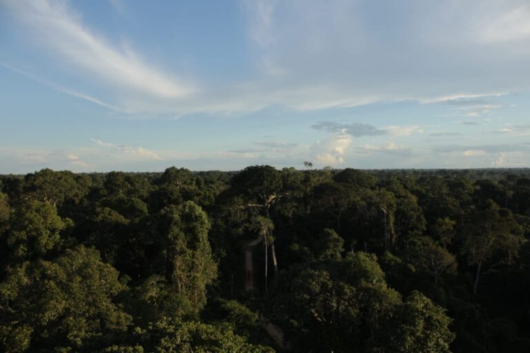 Floresta-Estadual