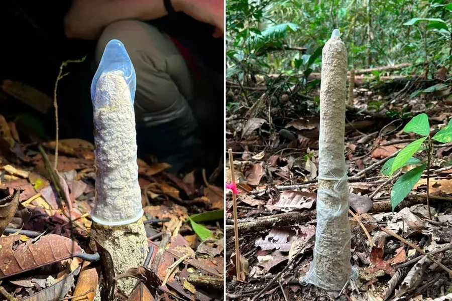 Camisinha ajuda pesquisadoras em descoberta com cigarras na Amazônia