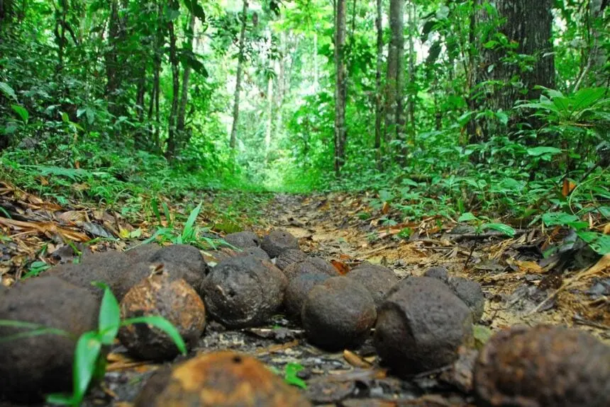 castanha-cooperacre