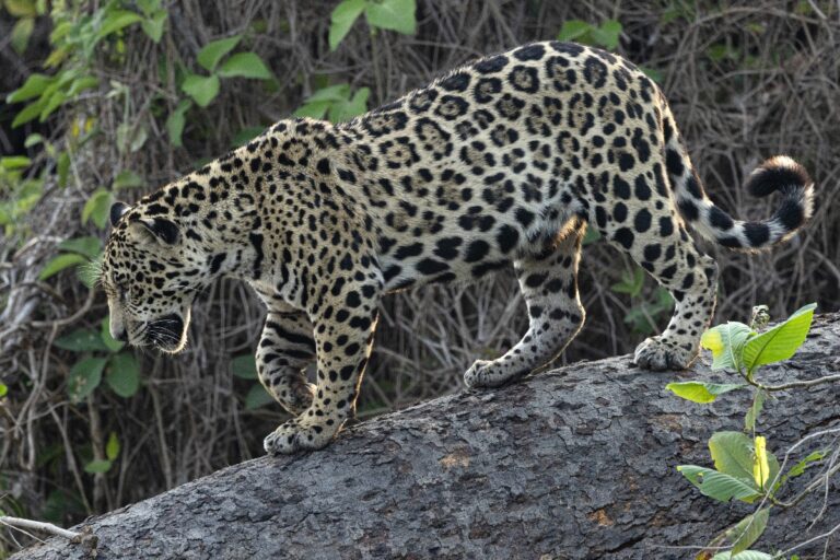 oncas-pintadas-duelam-no-alto-de-arvore-no-pantanal-sul-mato-grossense