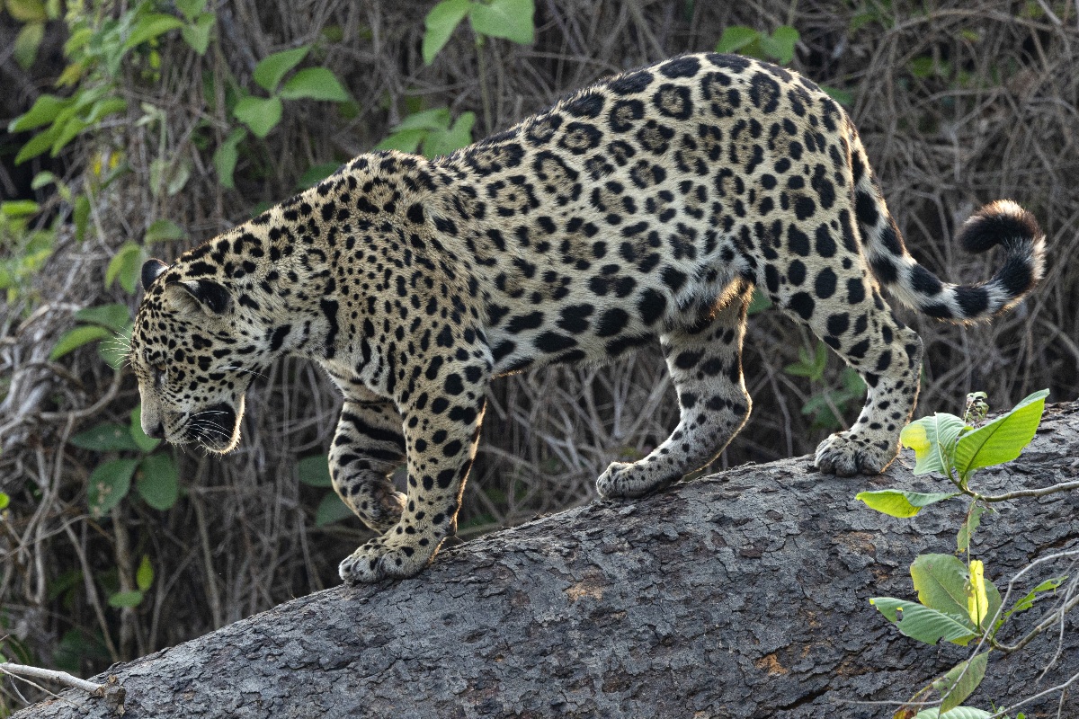 oncas-pintadas-duelam-no-alto-de-arvore-no-pantanal-sul-mato-grossense