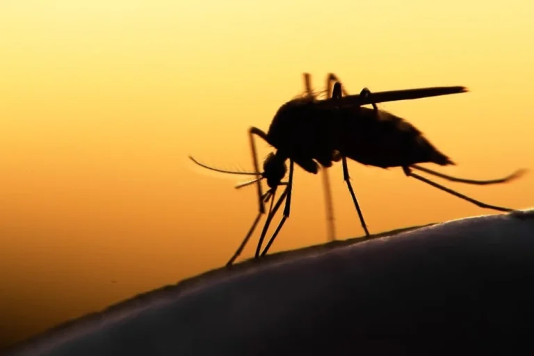 Como um mosquito dentro de um voo causou duas mortes na Alemanha
