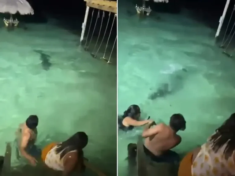 Banhistas fogem do mar após aproximação de crocodilo durante banho noturno