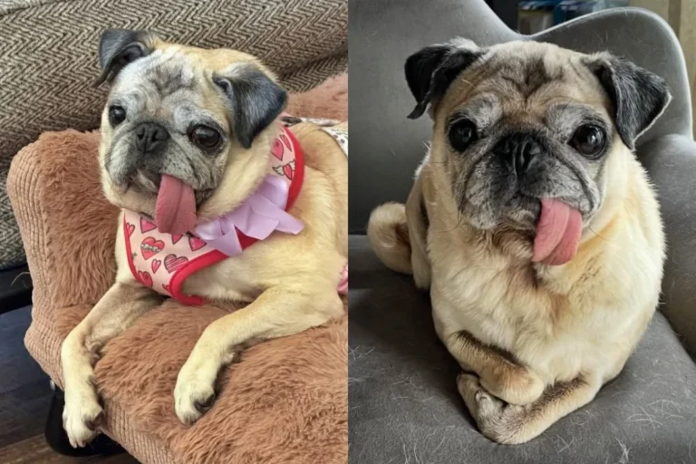 Pug vence a 50ª edição do concurso de Cão Mais Feio do Mundo
