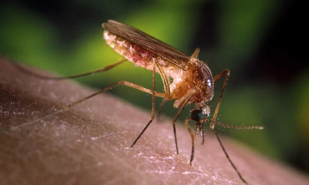 Brasil confirma casos humanos de febre do Nilo Ocidental