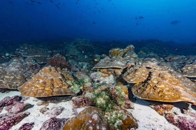 El Niño ficou quase 40% mais forte nas últimas quatro décadas