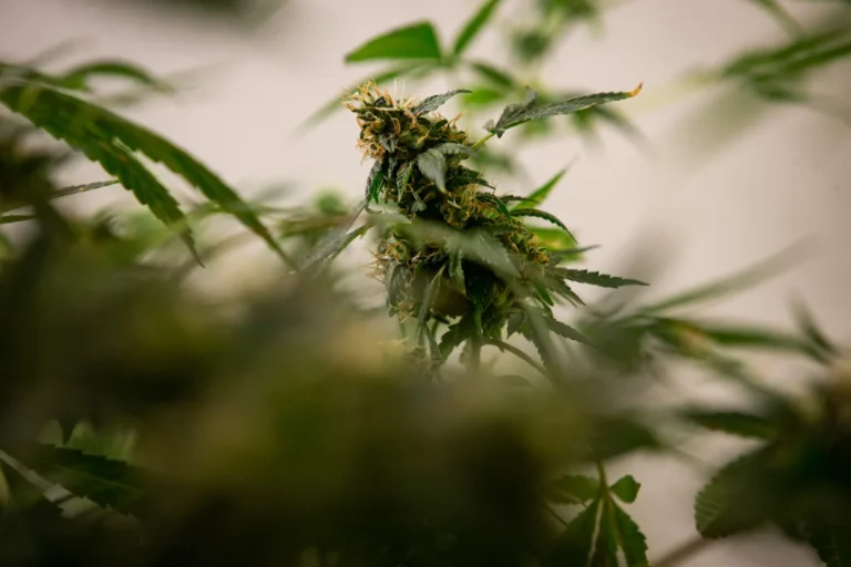 Homem poderá cultivar 174 pés de maconha para fins medicinais