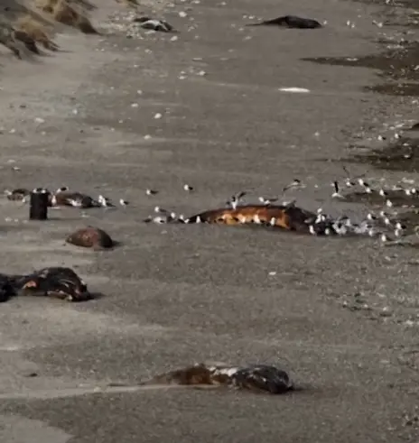 Dezenas de baleias mortas são encontradas em praia na Argentina