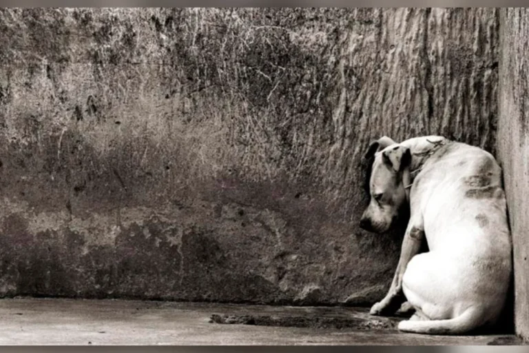 Morte de cães em sítio gera revolta; família aponta disputa por herança e registra B.O