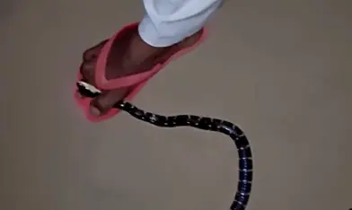 Homem usa os pés para imobilizar cobra altamente venenosa