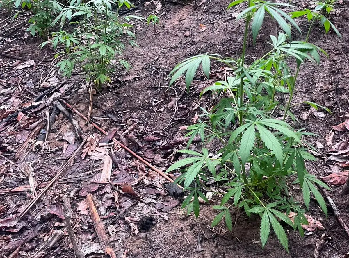 Grupo de fora teria cooptado posseiros para desmatar e plantar maconha em reserva