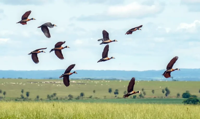 Mundo precisa de mais US$ 1,3 trilhão por ano para proteger a biodiversidade