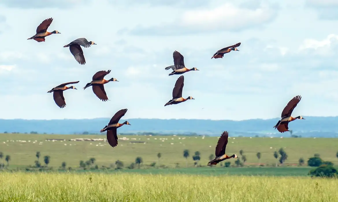 Mundo precisa de mais US$ 1,3 trilhão por ano para proteger a biodiversidade