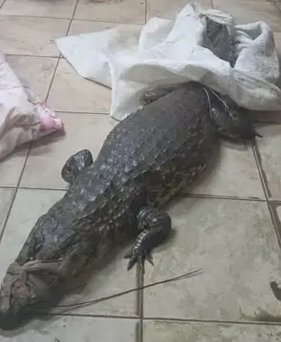 Polícia flagra homem transportando jacaré em saco plastico em centro de cidade