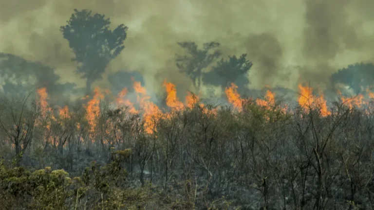 Incêndio de grandes proporções atinge área de proteção ambiental em Santarém, no Pará